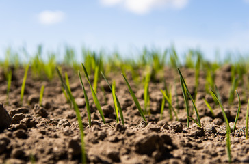 Young wheat seedlings growing on a field in a black soil. Spring green wheat grows in soil. Close up on sprouting rye on a agriculture field in a sunny day. Sprouts of rye. Agriculture.