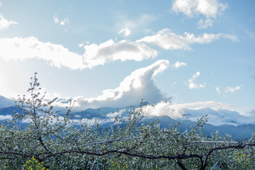 中央アルプスにかかる雲