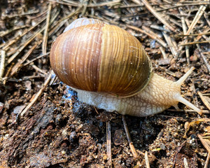 Close-up of a brown snail in spring.