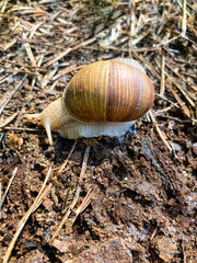 Close-up of a brown snail in spring.