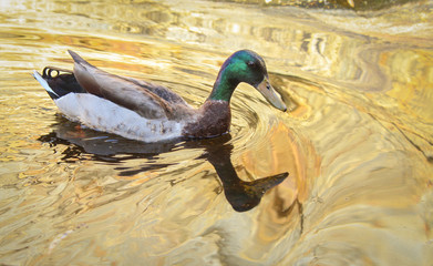 mallard duck reflecting over a golden pond