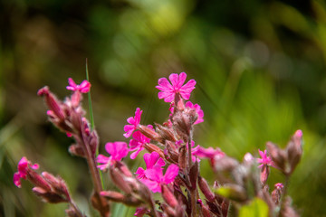 purple flowers in the garden