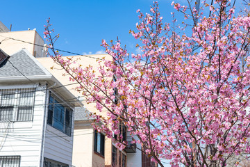 Beautiful Pink Cherry Blossom Tree during Spring in front of Old Homes in Woodside Queens New York