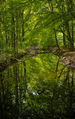 Fototapeta na wymiar Pond and reflections. Voorsterbos Noordoostpolder Netherlands. Marknesse. Spring. Forest