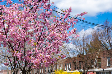 Beautiful Pink Cherry Blossom Tree during Spring in front of Old Homes in Woodside Queens New York