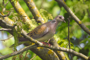 tortora selvatica (Streptopelia turtur) su ramo,ritratto
