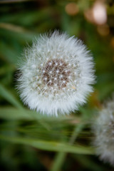 dandelion on green background