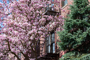 Fototapeta na wymiar Beautiful Pink Magnolia Flowering Tree and a Green Evergreen Tree during Spring next to a Fire Escape on an Apartment Building in Astoria Queens New York