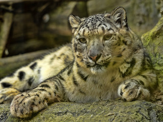 The snow leopard, Panthera uncia, observes the surroundings on an elevated spot