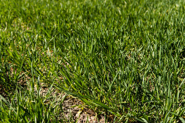 Young wheat seedlings growing on a field in a black soil. Spring green wheat grows in soil. Close up on sprouting rye on a agriculture field in a sunny day. Sprouts of rye. Agriculture.
