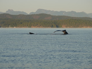 Baleines &agrave; bosse nageant &agrave; Campbell River.
