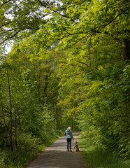 Walking the dog. Voorsterbos Noordoostpolder Netherlands. Marknesse. Spring. Forest
