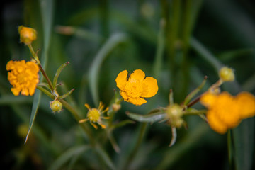 yellow flower on green background