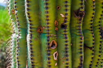 Closeup of Saguaro Cactus (Carnegiea gigantea) Along  the  Bear Canyon Trail, Bear Canyon, Sabino Canyon Recreation Area, Tucson, Arizona, USA
