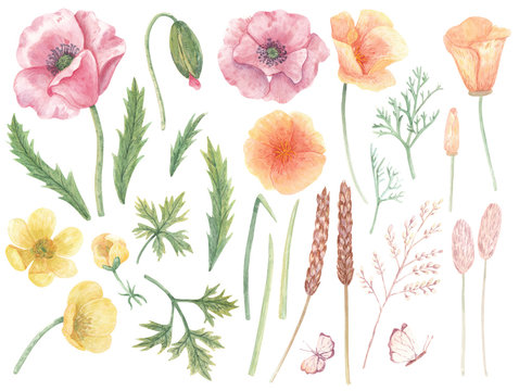 Hand-drawn big set of watercolor floral illustrations. Isolated images of poppy, California poppy, buttercups, leaves and herbs for design, invitations, cards, stickers and prints. 