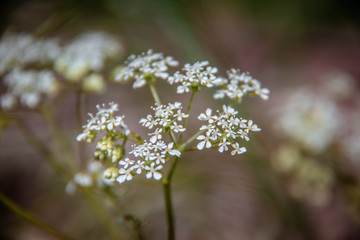white lilac flowers