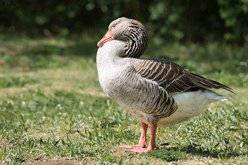 goose standing on green grass with retracted throat