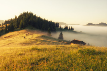 Summer sunny morning landscape in the mountains. Sunrise nature beauty world