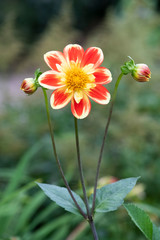 A yellow and red Dahlia in The National Botanic Garden of Wales