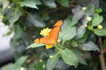 Beautiful butterfly swooping past at the National Botaning Gardens in Wales