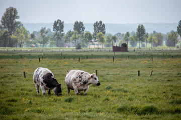 cows in a meadow