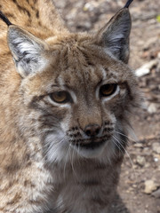 A female Scandinavian lynx, Lynx lynx lynx, observes the work of a photographer