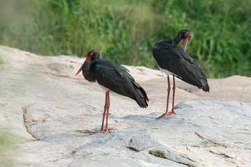 Cigogne noire,.Ciconia nigra, Black Stork