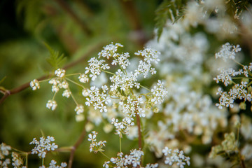 white flowers on a tree