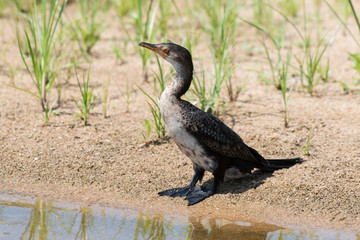 Cormoran africain,.Microcarbo africanus, Reed Cormorant