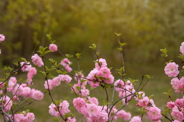 Pink almond flowers in the park. Pink spring flowers copy space.