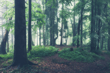 Green summer forest at misty rainy day. Woodland nature