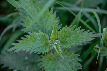 fern leaf in the forest