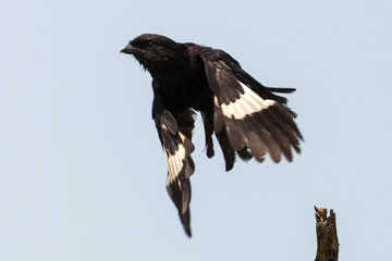 Corvinelle noir et blanc,.Urolestes melanoleucus, Magpie Shrike