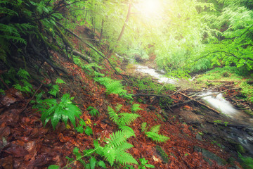 River in the forest. Green summer woodland and creek - 345652518