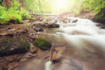 River in the forest. Green summer woodland and creek