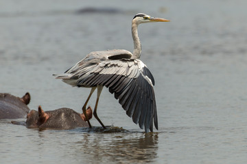 Héron cendré, Ardea cinerea,  Grey Heron, Hippopotame, Hippopotamusa amphibius, Parc national Kruger, Afrique du Sud