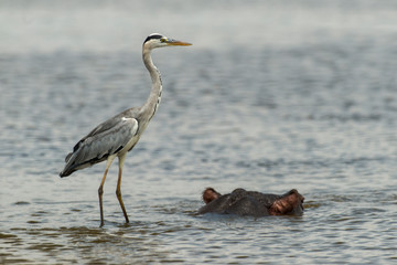 Héron cendré, Ardea cinerea,  Grey Heron, Hippopotame, Hippopotamusa amphibius, Parc national Kruger, Afrique du Sud