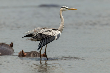 Héron cendré, Ardea cinerea,  Grey Heron, Hippopotame, Hippopotamusa amphibius, Parc national Kruger, Afrique du Sud