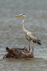 Héron cendré, Ardea cinerea,  Grey Heron, Hippopotame, Hippopotamusa amphibius, Parc national Kruger, Afrique du Sud