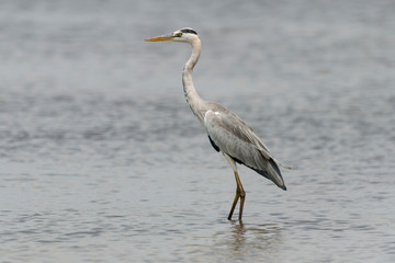 Héron cendré, Ardea cinerea, Grey Heron