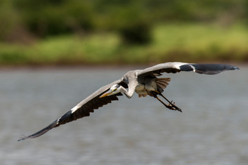 Héron cendré, Ardea cinerea, Grey Heron