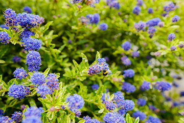 blue and purple flowers
