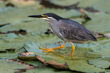 Héron strié,.Butorides striata, Striated Heron