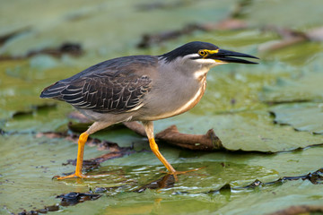 Héron strié,.Butorides striata, Striated Heron