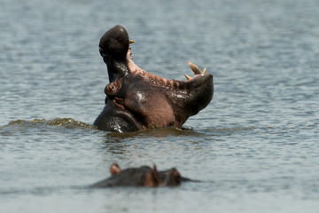 Fototapeta premium Hippopotame, Hippopotamus amphibius, Afrique du Sud