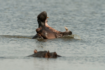 Fototapeta na wymiar Hippopotame, Hippopotamus amphibius, Afrique du Sud
