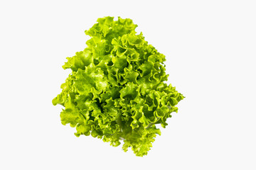 Lettuce leaves on a white background.