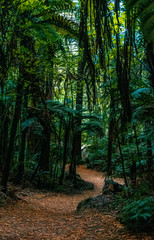 Fototapeta premium Redwood forest Rotorua