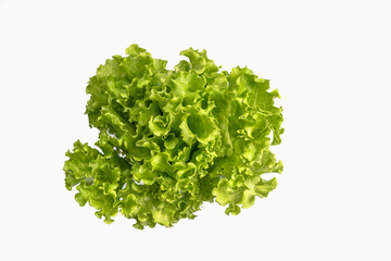 Lettuce leaves on a white background.