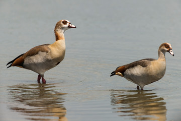 Ouette d'Égypte,.Alopochen aegyptiaca, Egyptian Goose, Parc national Kruger, Afrique du Sud